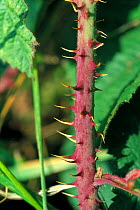 Bramble stem with thorns. (Rubus fruticosus) UK