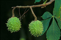 Horse chestnut unripe seeds (Aesculus hippocastanum) UK Conkers