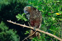Kaka Parrot perched. Kapiti Is. (Nestor meridionalis) New Zealand