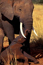 African elephant calf {Loxodonta africana} Kenya