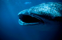 Whale shark filter feeding with mouth open (Rhincodon typus) Australia