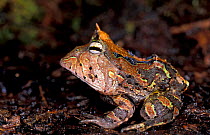 Amazon horned frog juvenile (Ceratophrys cronuta) Ecuador Amazonia