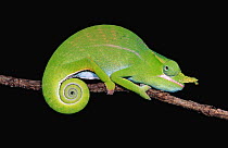 Chameleon portrait (Furcifer petteri) Ankarana Reserve Madagascar