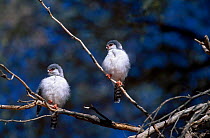 African pygmy falcon pair (Poliherax semitorquatus) Kalahari Gemsbok NP S Africa