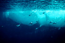 Common guillemots diving under- water (Uria aalge) Lancaster Sound Canada