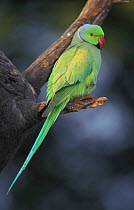 Rose ringed parakeet portrait Keoladeo(Psittacula krameri) India