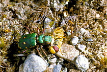 Tiger beetle with fly prey {Cicindela campestris) Scotland, UK