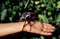 Goliath beetle on hand {Goliathus sp} Epulu Ituri DR Congo