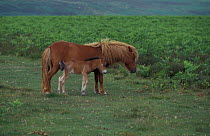 Exmoor pony foal {Equus caballus} Exmoor Devon UK
