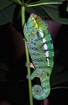 Male panther chameleon {Chamaeleo pardelis} Nosy Komba, Madagascar