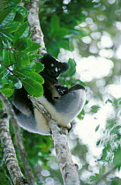 Indri with young in tree {Indri indri} Perinet Madagascar