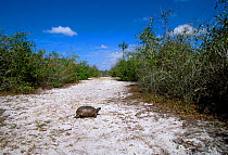 Florida gopher tortoise {Gopherus polyphemus} Florida USA