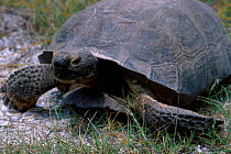 Florida gopher tortoise grazing {Gopherus polyphemus} Sanibel Is Florida USA