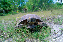 Florida gopher tortoise grazing {Gopherus polyphemus} Sanibel Is Florida USA