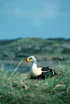 Male King eider duck {Somateria spectabilis} Scotland UK