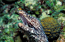Spotted moray eel. {Gymnothorax moringua} Caribbean.