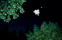 Siberian flying squirrel in flight {Pteromys volans} Finland
