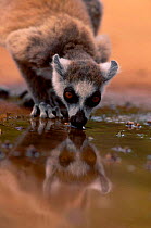Ring-tailed lemur drinking {Lemur catta} Berenty Private Reserve Madagascar