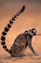 Ring-tailed lemur with young {Lemur catta} Berenty Private Reserve Madagascar