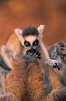 Ring-tailed lemur baby {Lemur catta} licking hand. Berenty PR Madagascar