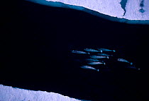 Aerial view of Narwhal group migrating {Monodon monoceros} Lancaster Sound Canadian Arctic