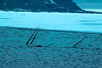 Narwhals showing tusks above water {Monodon monoceros} Admiralty inlet Canadian Arctic