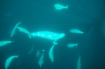 White / Beluga Whales {Delphinapterus leucas} Lancaster Sound, Canadian