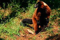 Red ruffed lemur {Varecia variegata ruber} captive, occurrs Madagascar