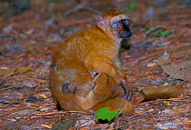 Sclater's black lemur suckling young, Madagascar {Lemur macaco flavifrons} captive