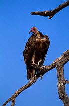 Hooded vulture perched in a tree. {Necrosyrtes monachus} Okavango Delta Botswana.