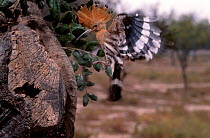 Hoopoe flying to nest with food {Upupa epops} Spain
