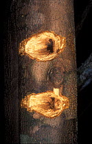 Holes in tree from AyeAye feeding {Daubentonia madagascariensis} Ankarana SR,
