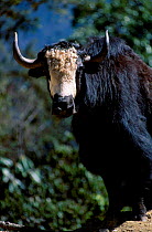 Wild yak. Portrait. {Bos mutus} Central Bhutan Phobjika valley Phobjika valley