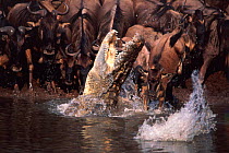 Nile crocodile {Crocodylus niloticus) lunging at Wildebeest calf. Masai river Kenya