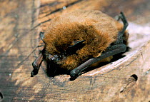 Nathusius pipistrelle bat. {Pipistrellus nathusii} Germany
