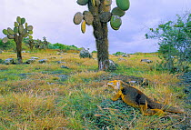 Land iguana and Cactus {Conolophus subcristatus} Fernandina Island, Galapagos.
