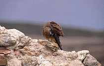 Female Lesser kestrel preening {Falco naumanni} Albacete Spain