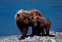 Grizzly bear with cub {Ursus arctos horribilis} McNeil River Alaska USA