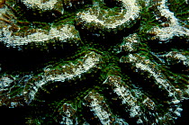 Brain coral. Close-up. {Diploria labyrinthiformis} Caribbean