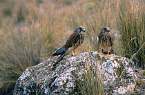 Lesser kestrel juveniles on rock {Falco naumanni} Albacete Spain