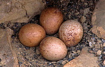 Lesser falcon eggs in nest {Falco naumanni} Spain