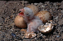 Lesser falcon eggs in nest & newly hatched chick calling {Falco naumanni} Albacete Spain