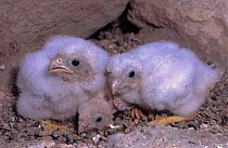 Lesser falcon chickens in nest {Falco naumanni} Albacete Spain