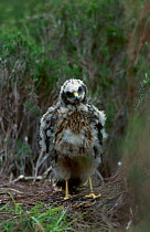 Hen harrier {Circus cyaneus} female at nest with young. UK