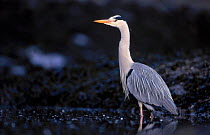 Grey heron {Ardea cinerea} fishing on foreshore Scotland UK