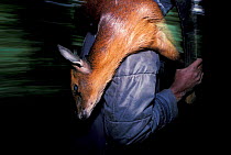 Dead Black fronted duiker {Cephalophus nigrifrons} carried by poacher. Virunga NP DR of Congo
