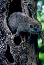 Tree hyrax at day nest hole {Drohyrax arboreus} Epulu reserve Congo. Zaire.