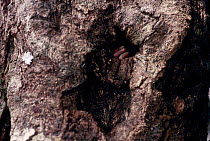 Tree hyrax hand emerging from day nest hole {Drohyrax arboreus} Epulu reserve Congo.
