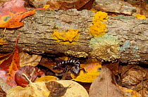 Marbled salamander in leaf litter {Ambystoma opacum} USA