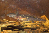 Marbled salamander juvenile {Ambystoma opacum} USA